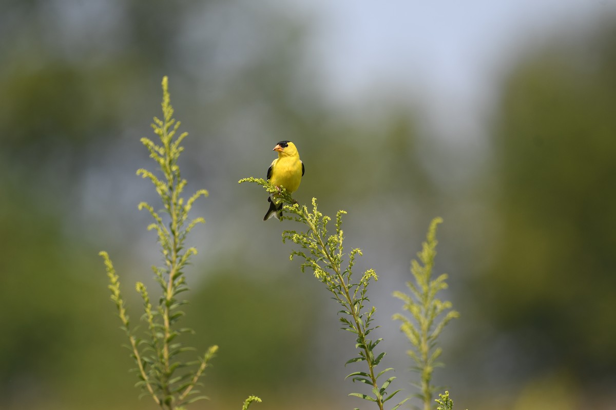 American Goldfinch - ML622928118