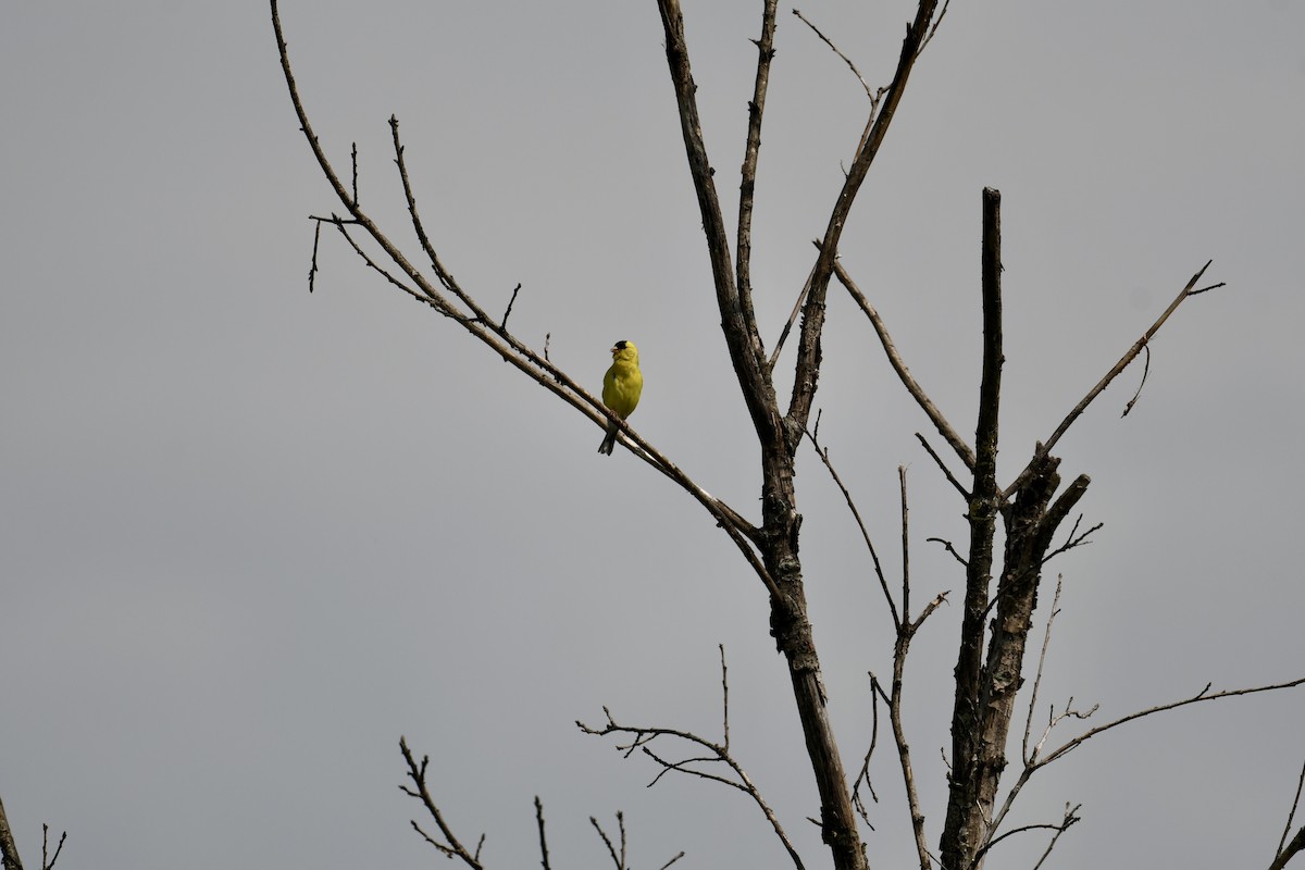 American Goldfinch - ML622928121