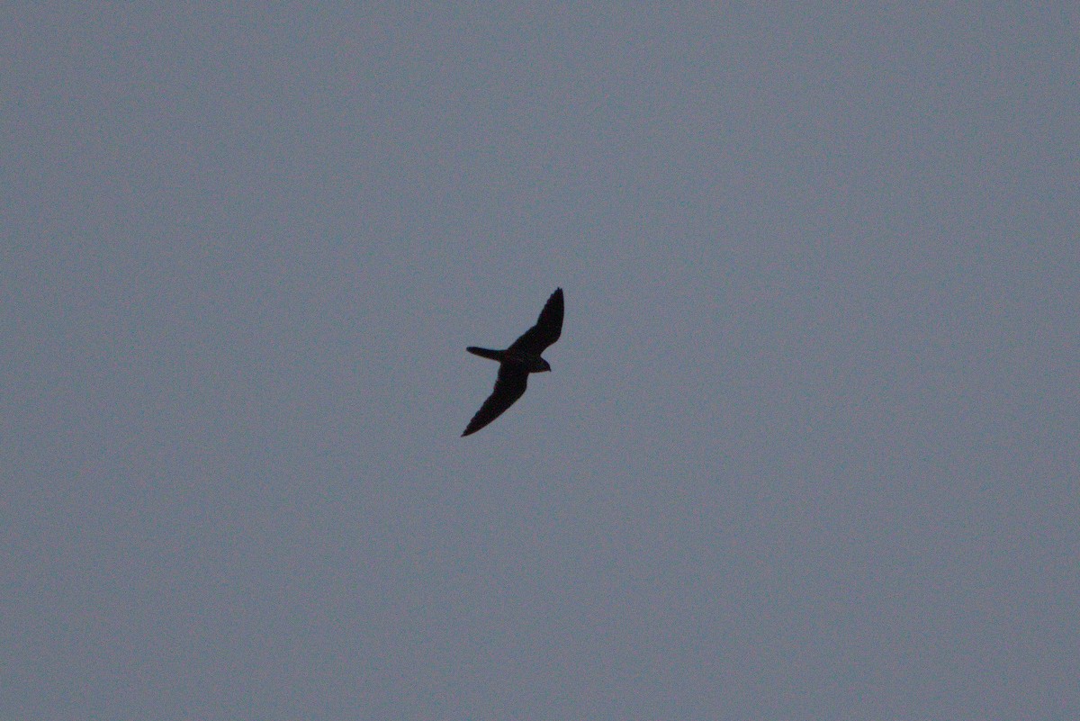 Eurasian Hobby - Zsolt Semperger