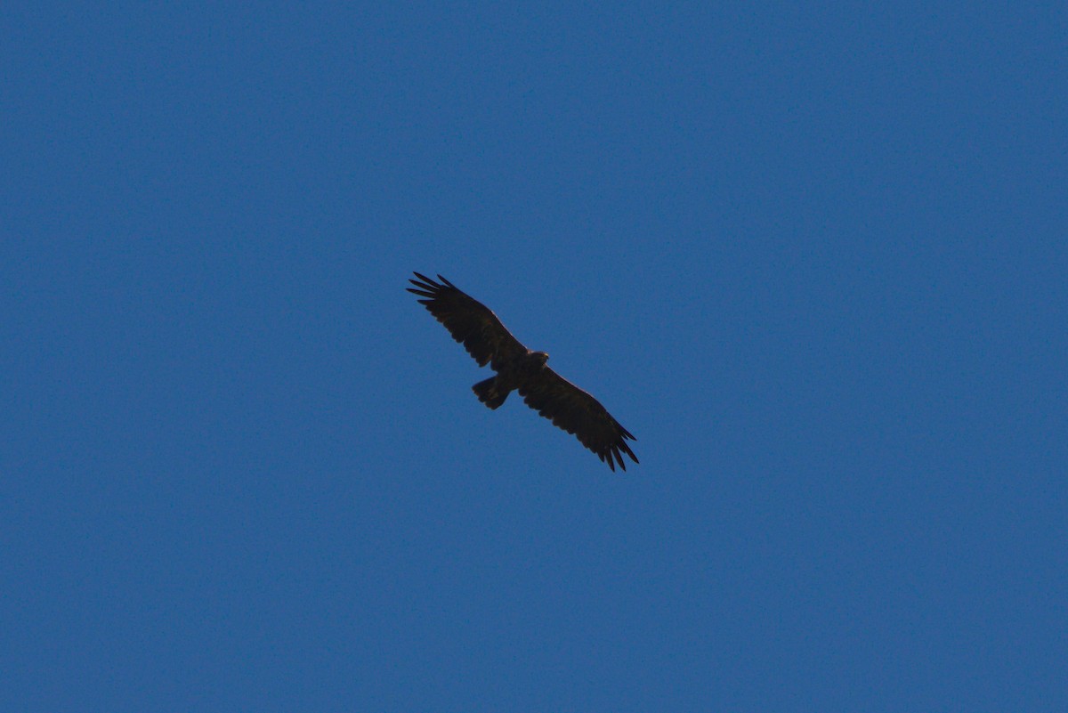 Lesser Spotted Eagle - Zsolt Semperger