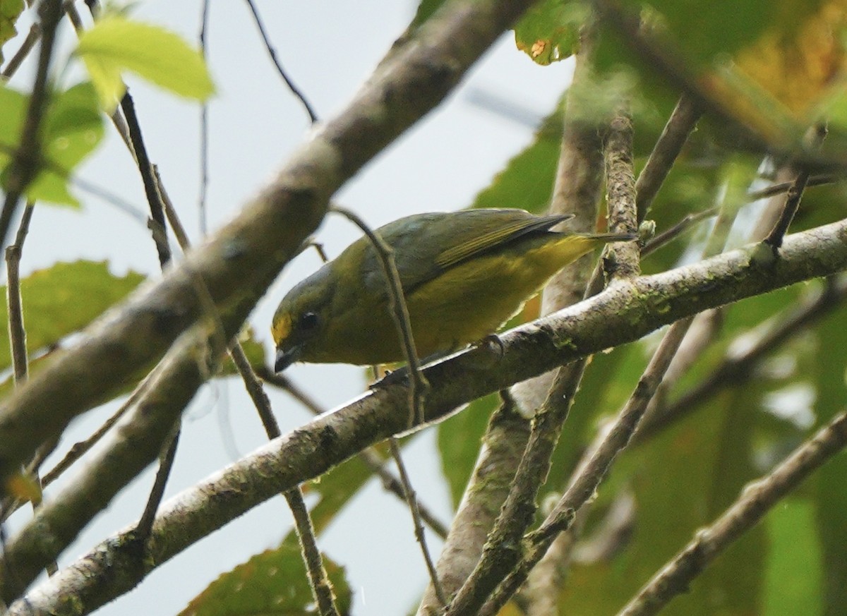 Гутурама зелена - ML622928261