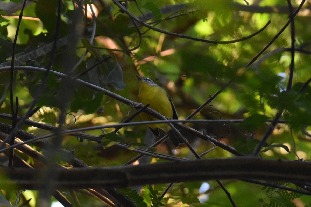 Golden-crowned Warbler - ML622928273