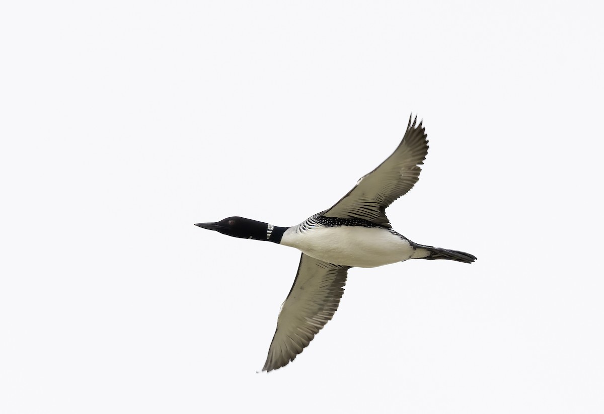 Common Loon - ML622928357