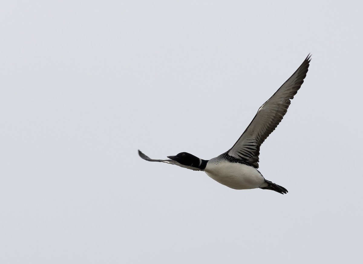 Common Loon - ML622928361