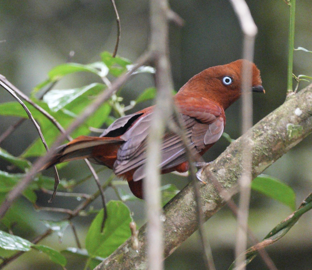 Гребенечуб андський - ML622928425