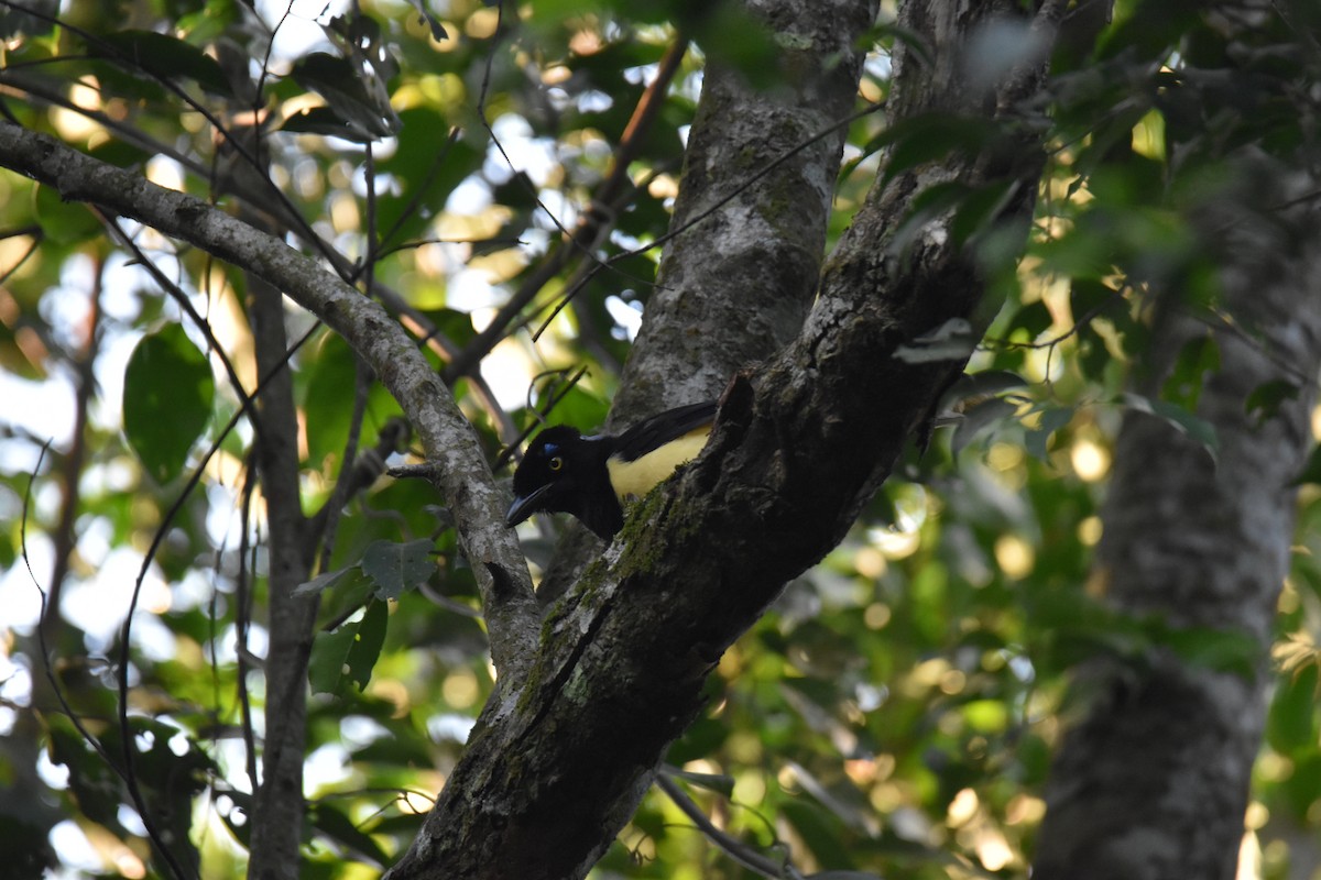 Plush-crested Jay - ML622928509