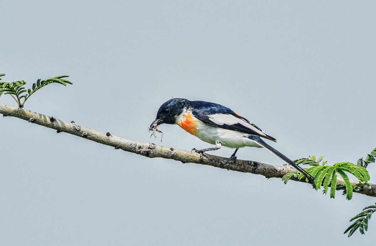 White-bellied Minivet - ML622928517