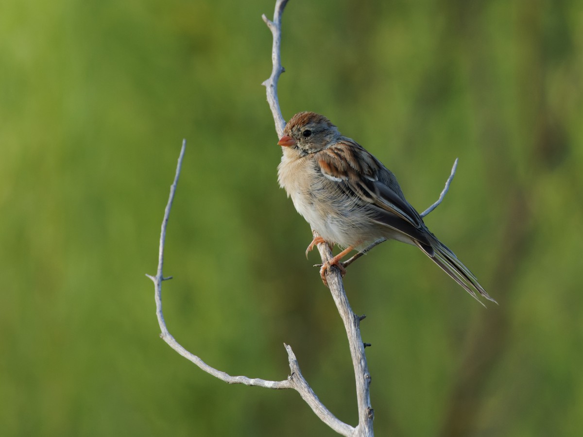 Field Sparrow - ML622928546