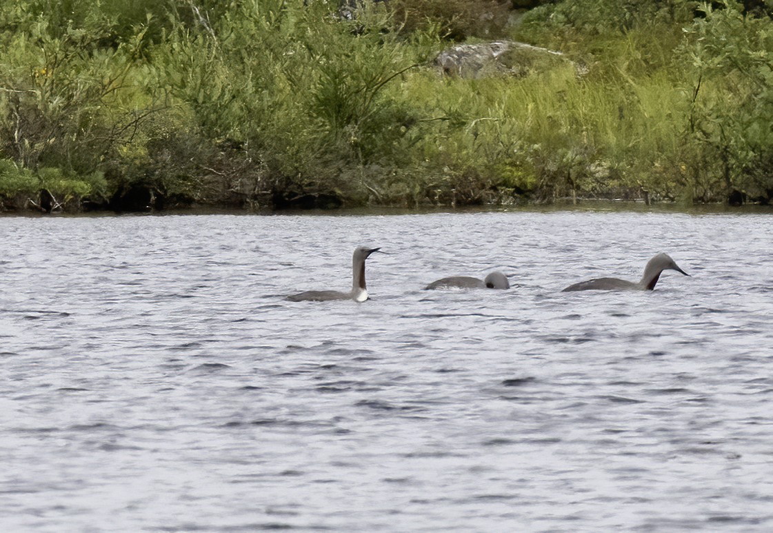 Red-throated Loon - ML622928556
