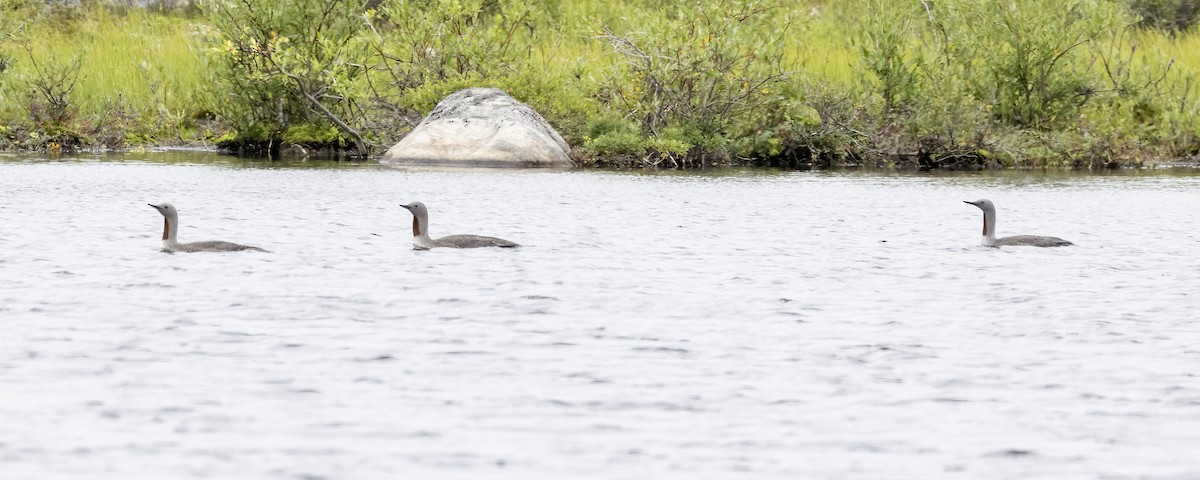 Red-throated Loon - ML622928557