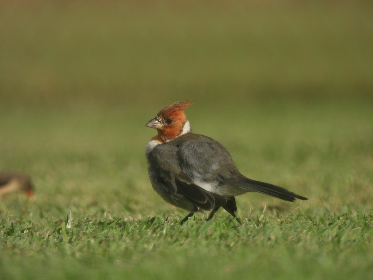 Red-crested Cardinal - ML622928561