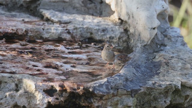 Field Sparrow - ML622928564