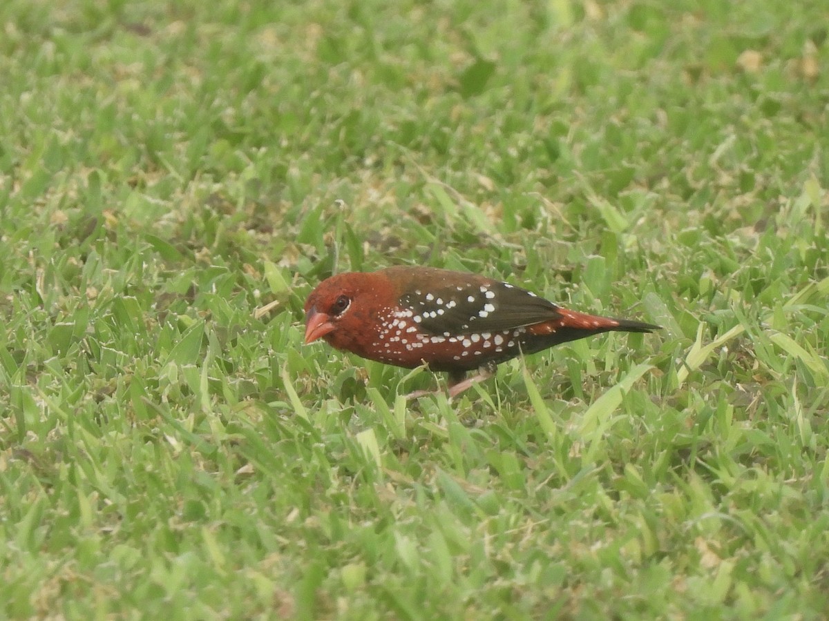 Red Avadavat - ML622928573