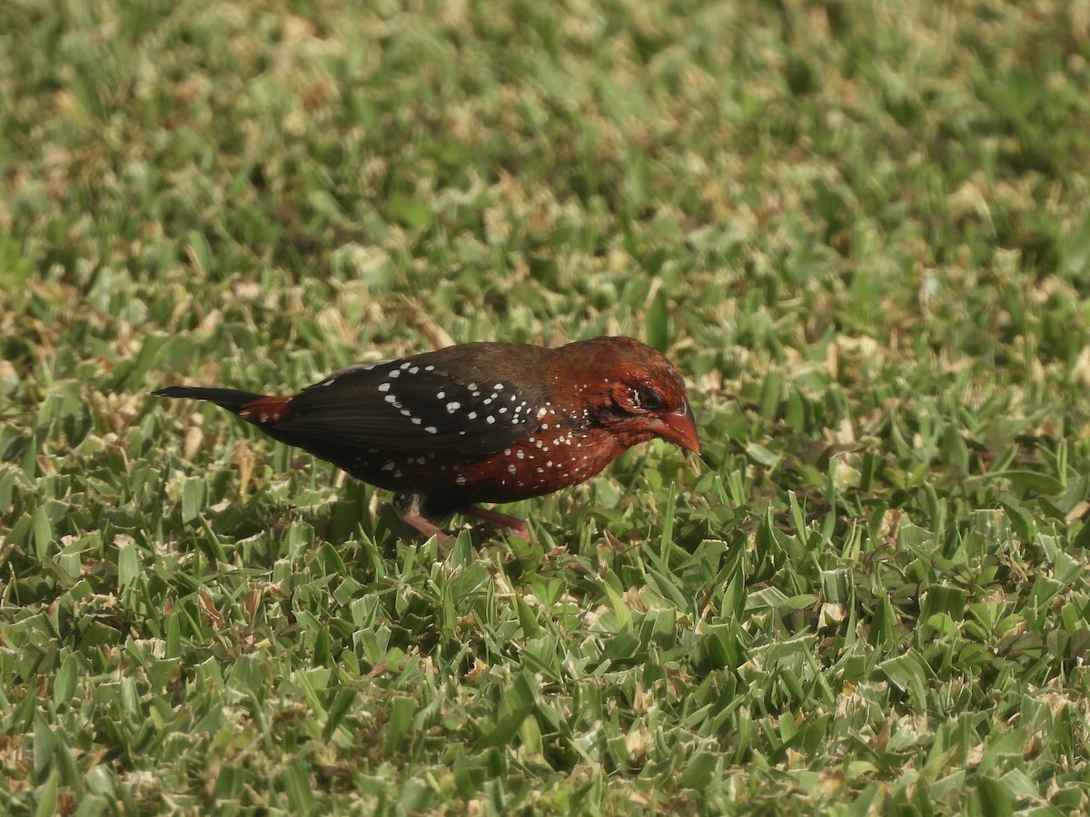 Red Avadavat - ML622928578