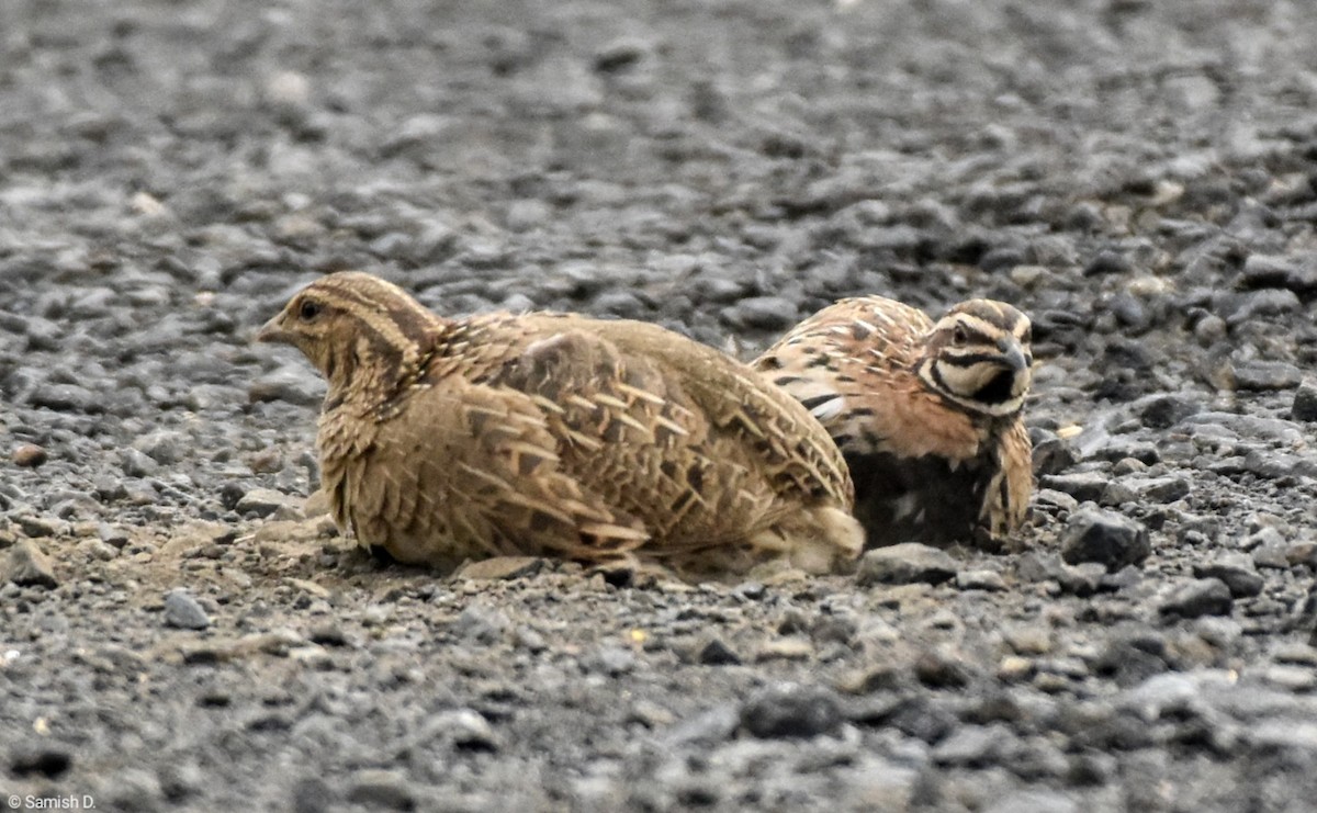 Rain Quail - ML622928619