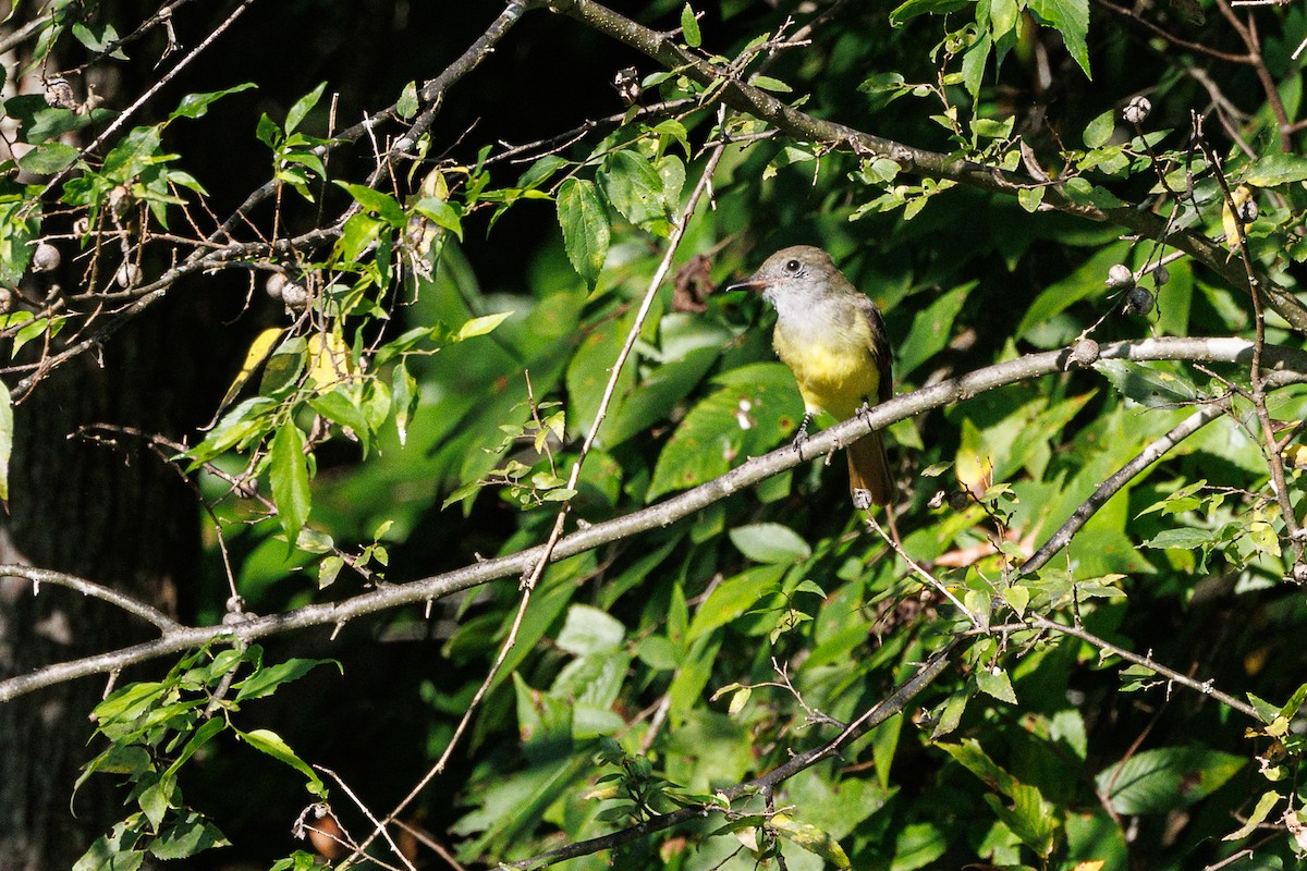 Great Crested Flycatcher - ML622928632