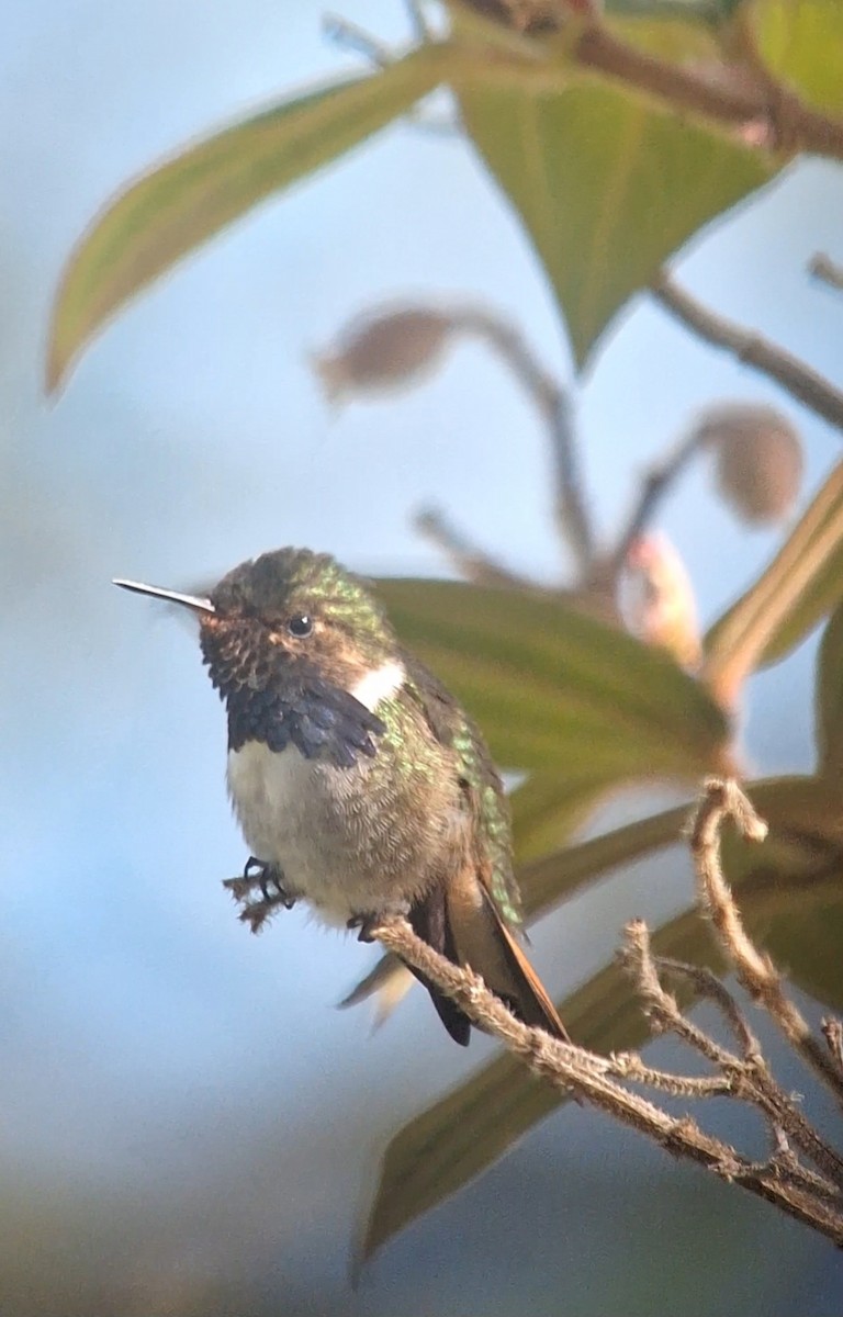 Volcano Hummingbird - ML622928638