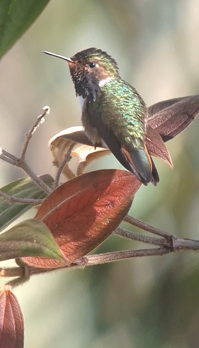 Volcano Hummingbird - ML622928640