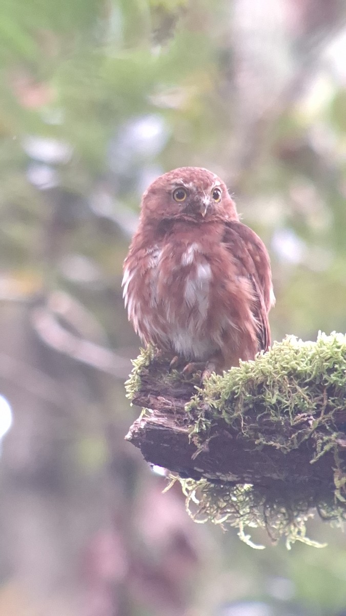Costa Rican Pygmy-Owl - ML622928742
