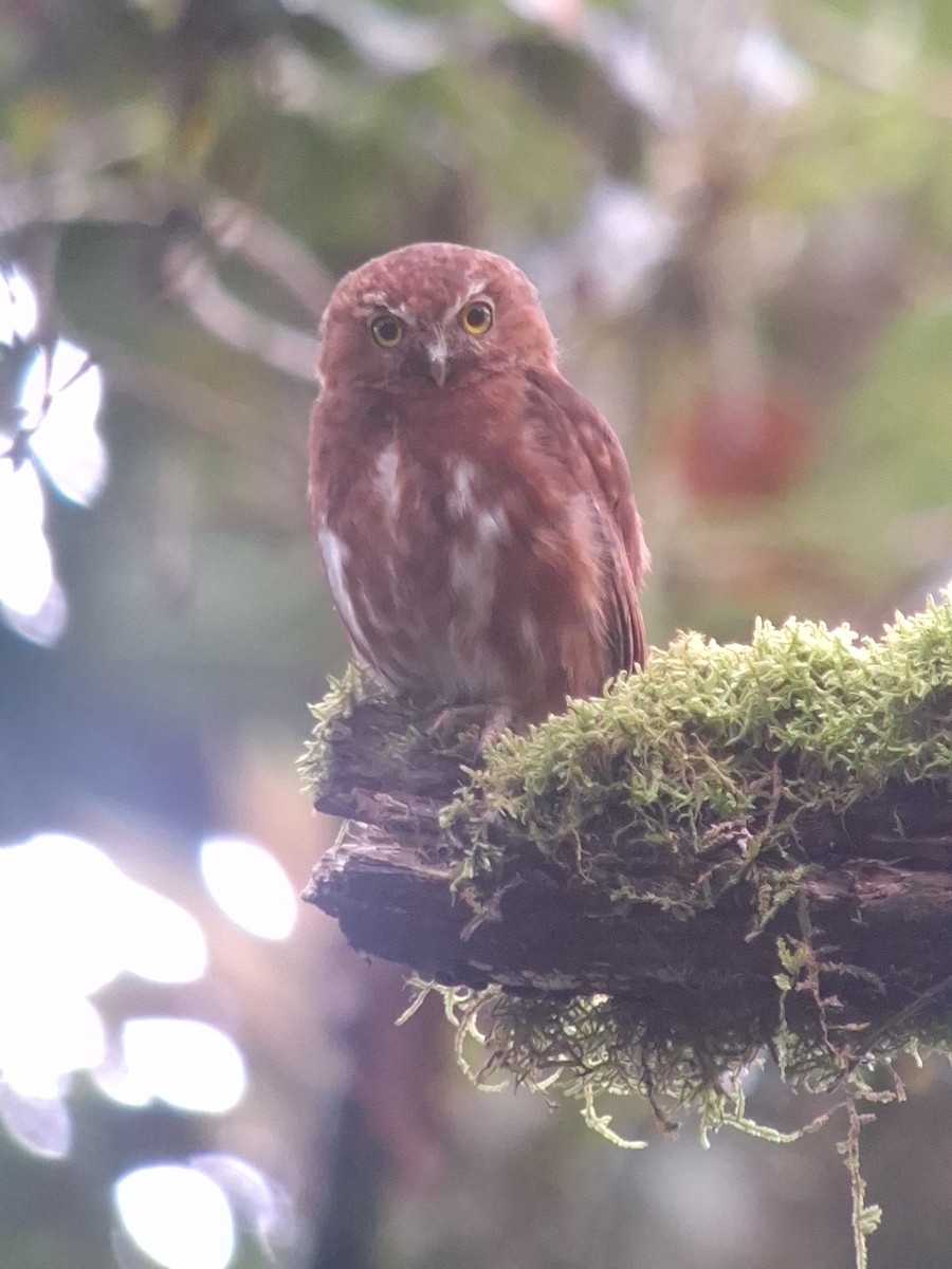 Costa Rican Pygmy-Owl - ML622928743