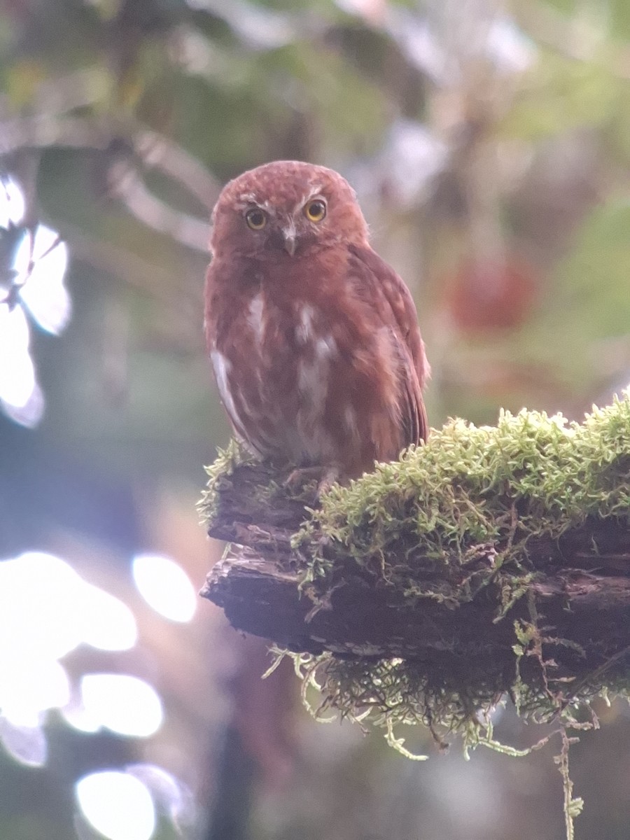 Costa Rican Pygmy-Owl - Eric Rodriguez