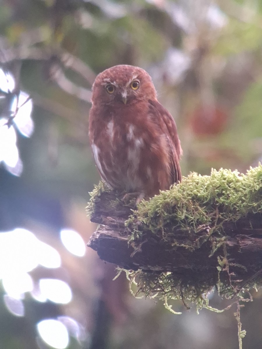 Costa Rican Pygmy-Owl - ML622928744