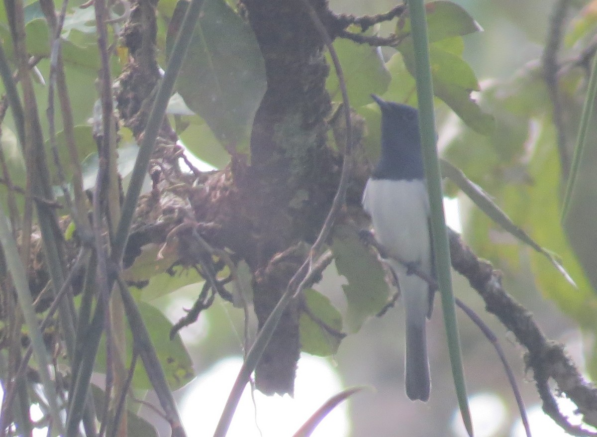 Leaden Flycatcher - ML622928830