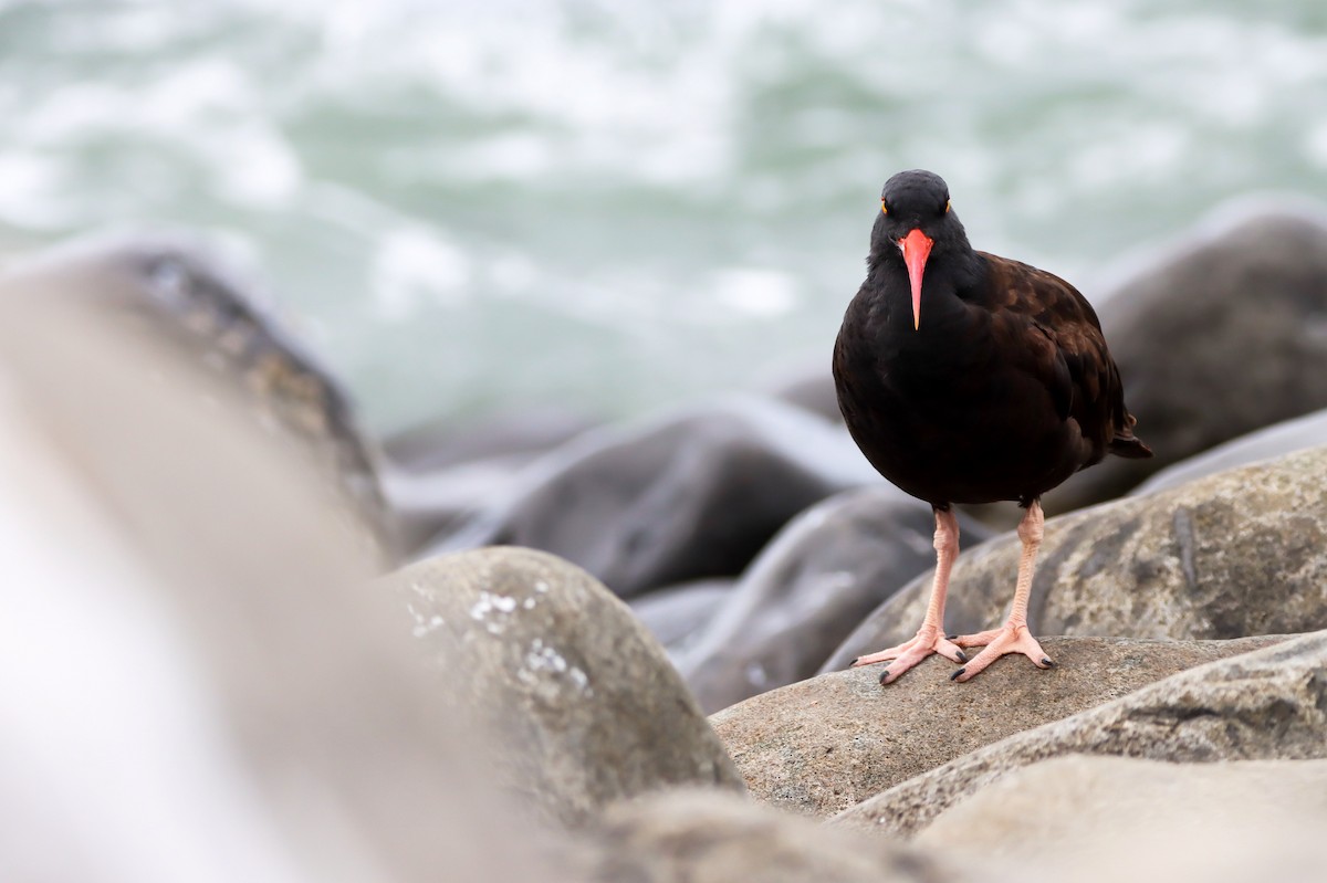 Black Oystercatcher - ML622928847