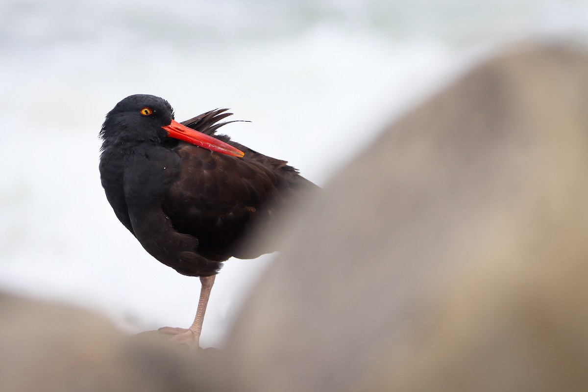 Black Oystercatcher - ML622928848