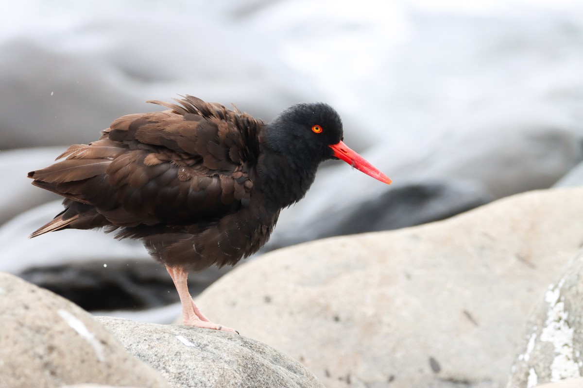 Black Oystercatcher - ML622928849