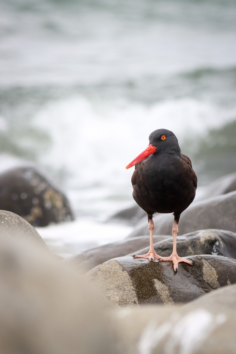 Black Oystercatcher - ML622928850