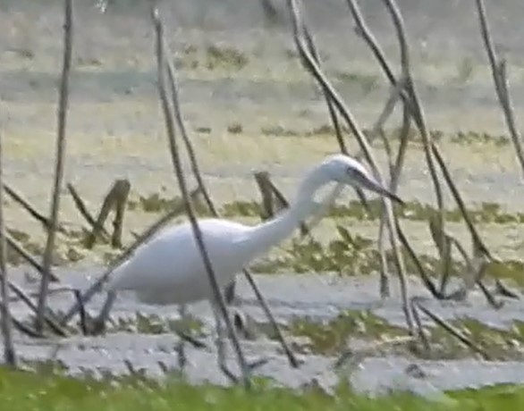 Little Blue Heron - ML622928929