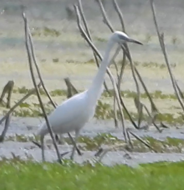 Little Blue Heron - ML622928930