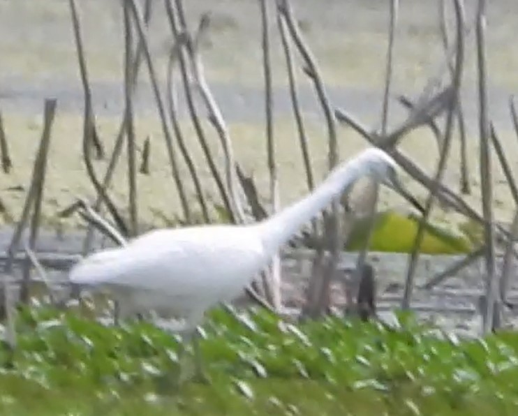 Little Blue Heron - ML622928931