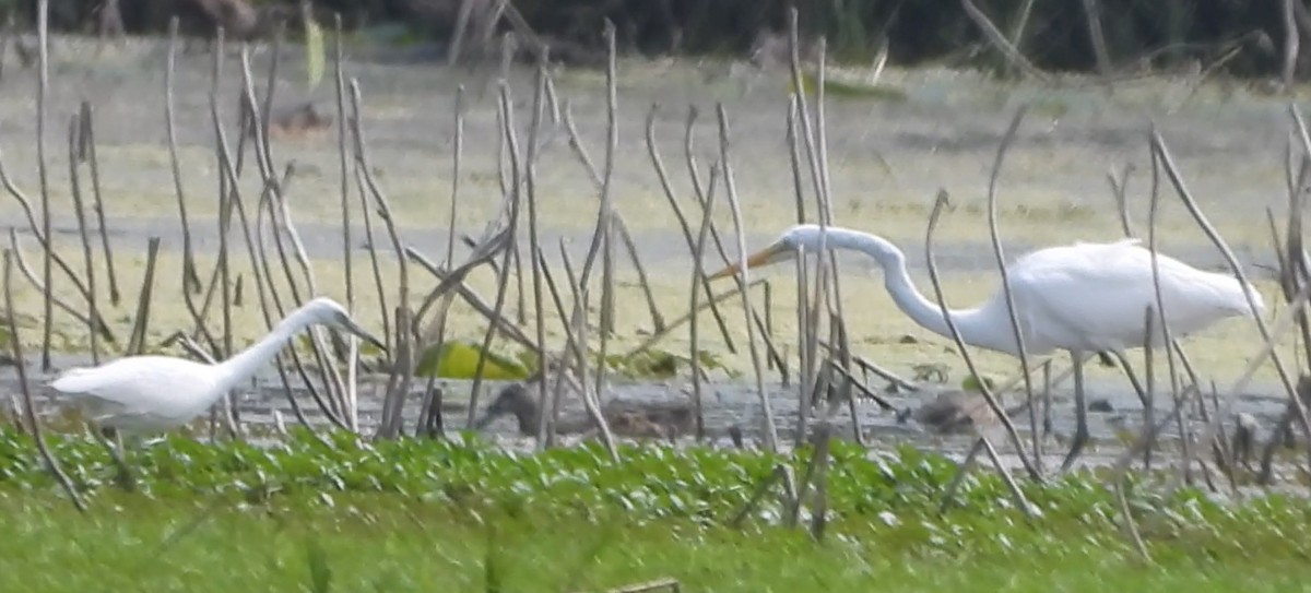 Little Blue Heron - ML622928932