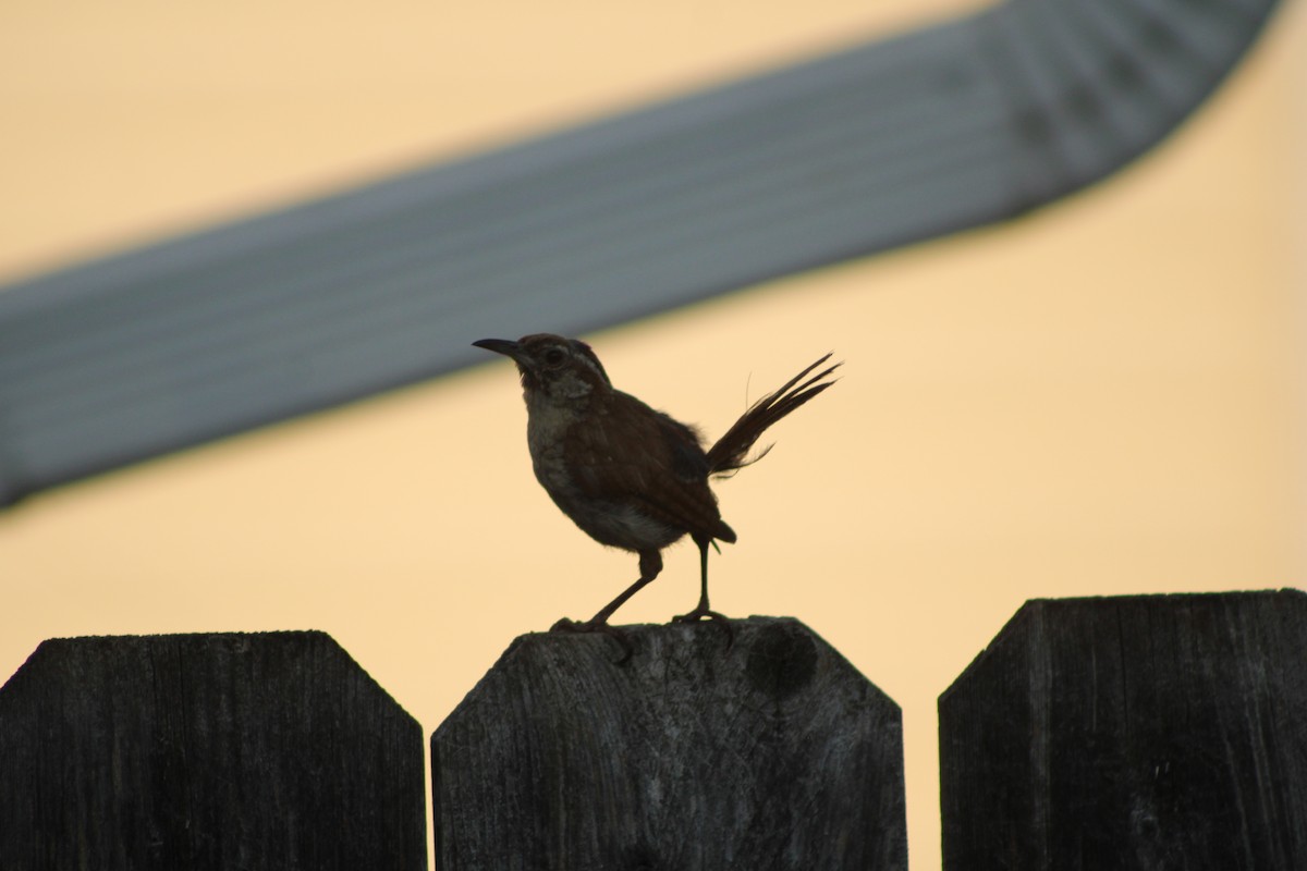 Carolina Wren - ML622928957