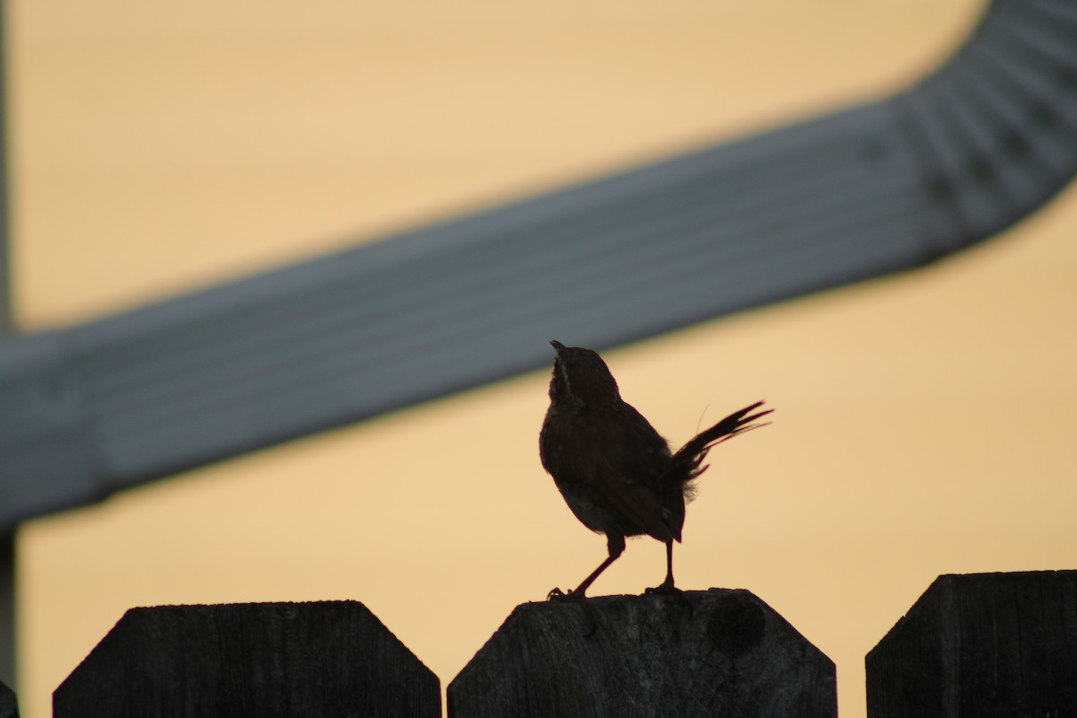 Carolina Wren - ML622928958