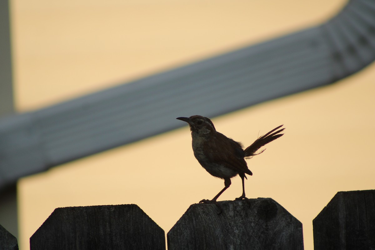 Carolina Wren - ML622928959