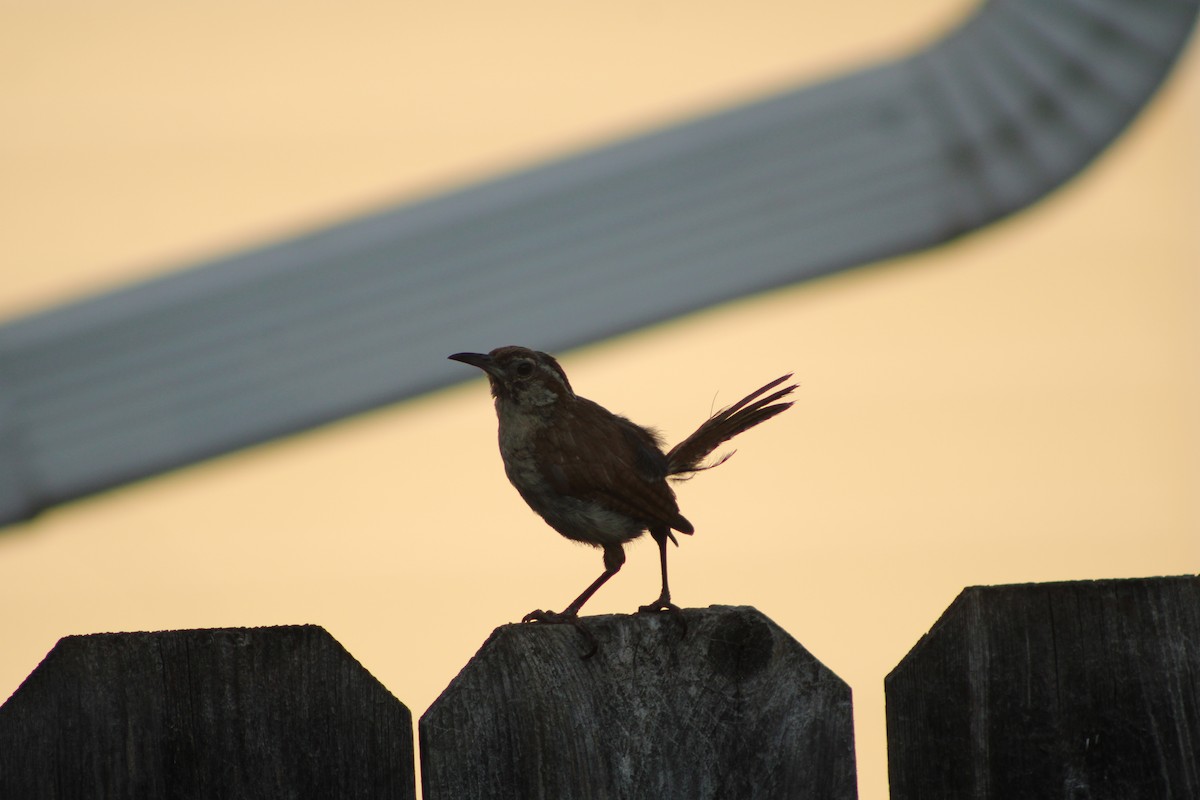 Carolina Wren - ML622928960