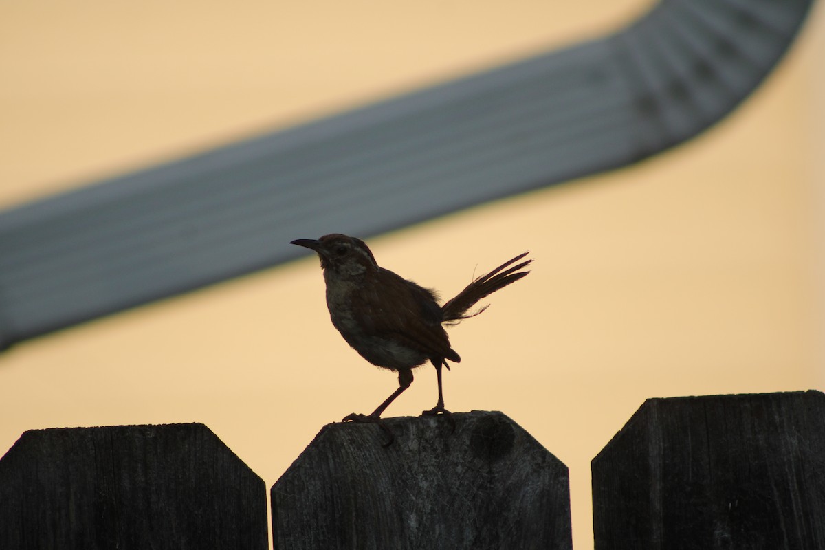 Carolina Wren - ML622928961