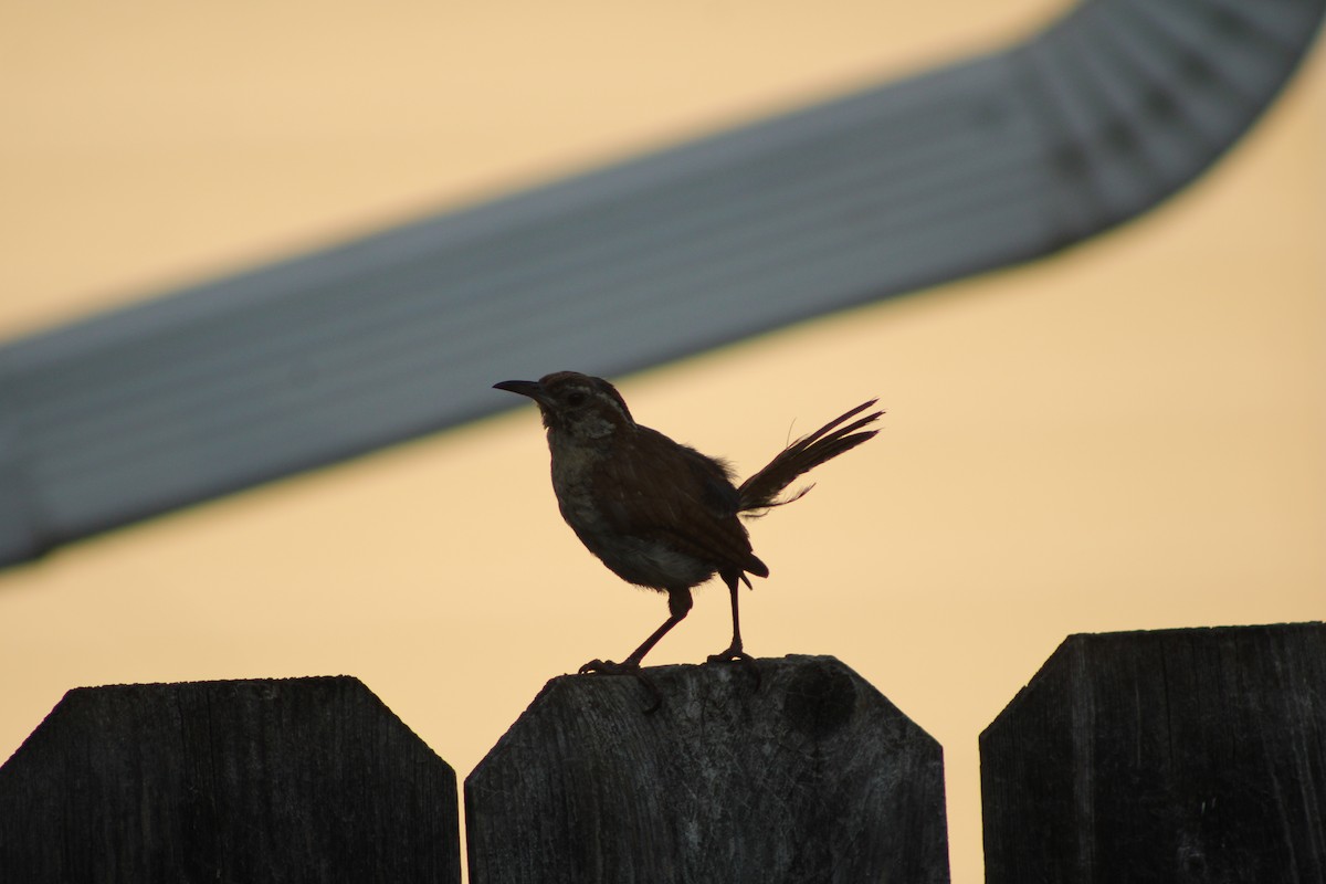 Carolina Wren - ML622928963