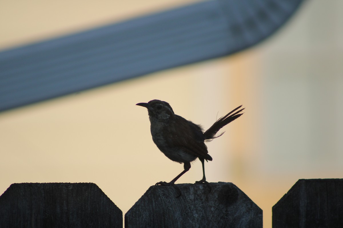 Carolina Wren - ML622928965