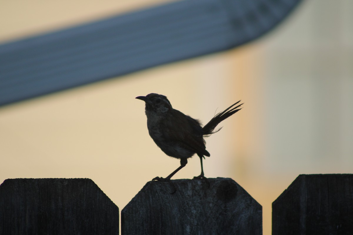 Carolina Wren - ML622928968