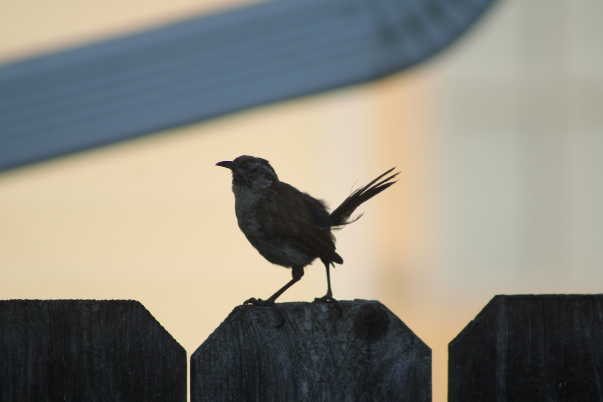 Carolina Wren - ML622928969