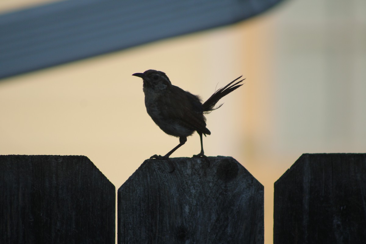 Carolina Wren - ML622928971