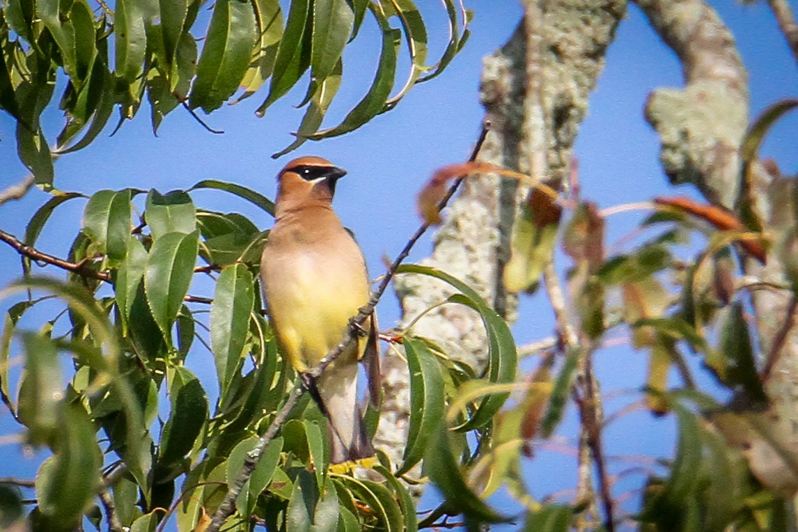 Cedar Waxwing - Denise Hargrove