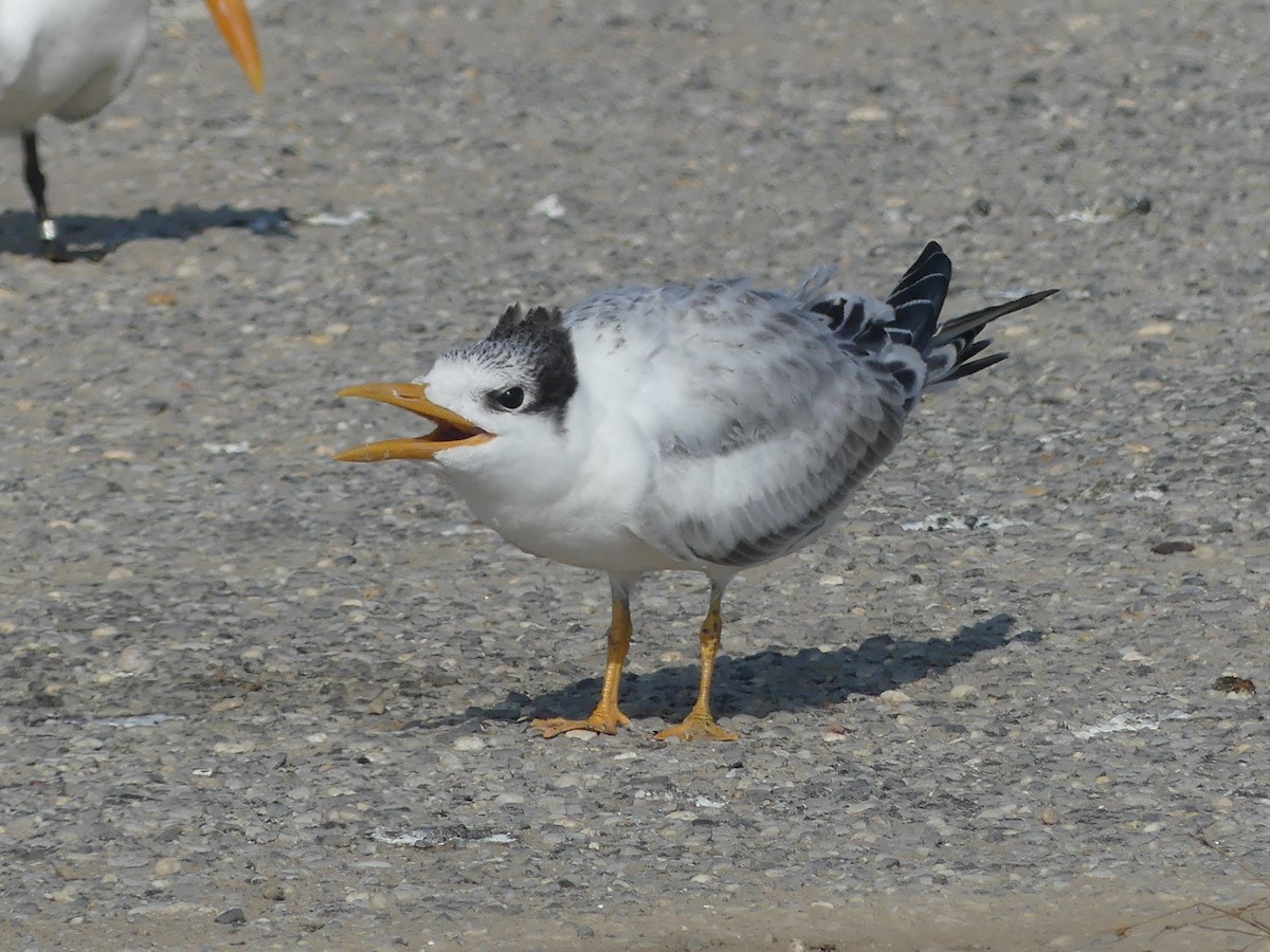 Royal Tern - Daniel Islam