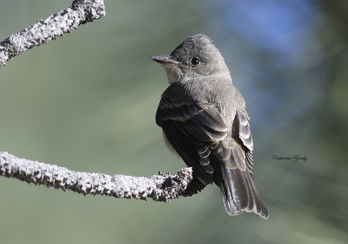 Western Wood-Pewee - Catherine Zinsky