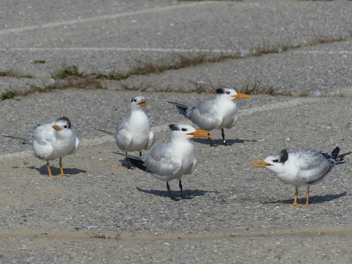 Royal Tern - Daniel Islam