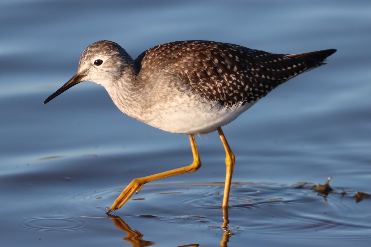 Lesser Yellowlegs - Michael Pidwirny